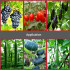 Garden Branch/twig/Vine Tying machine Fruit and vegetable garden Tie branches Crop farming tie up grapes,tomatoes,cucumbers vine